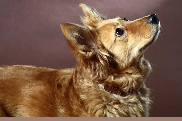 Italian mongrel dog 2473 — Stock Photo, Image