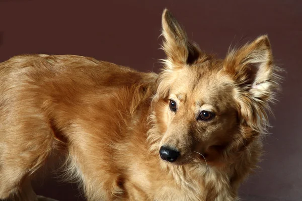 Italian mongrel dog 2474 — Stock Photo, Image