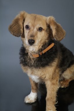 İtalyan melez köpek 5983