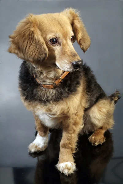 Italiaanse bastaard hond 5987 — Stockfoto