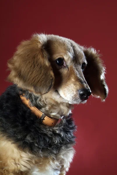 Italian mongrel dog 5996 — Stock Photo, Image