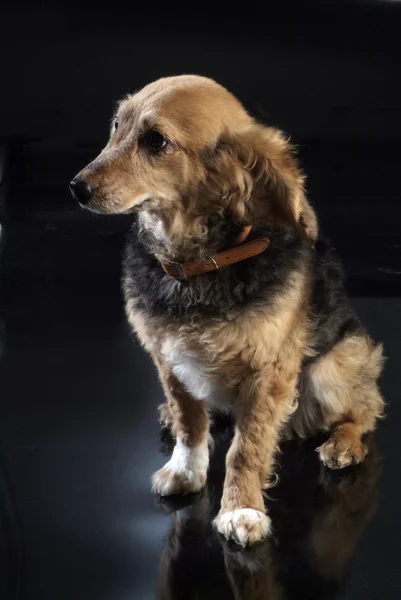 Italian mongrel dog 5964 — Stock Photo, Image