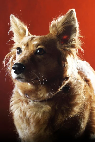 Italiaanse bastaard hond 2526 — Stockfoto