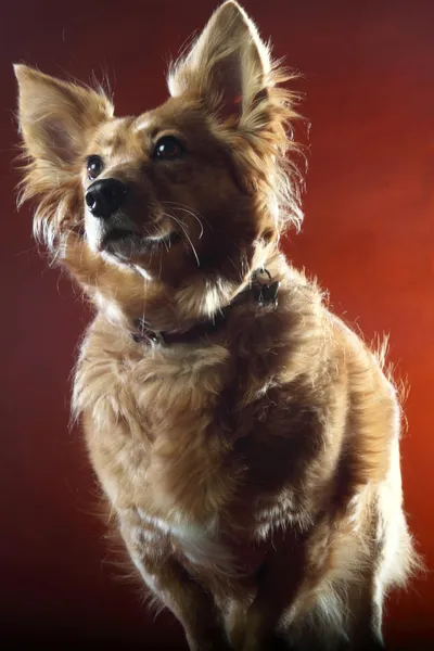 Italiaanse bastaard hond 2523 — Stockfoto