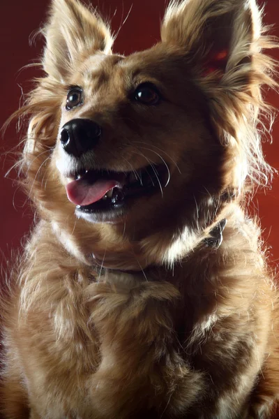Italian mongrel dog 2505 — Stock Photo, Image