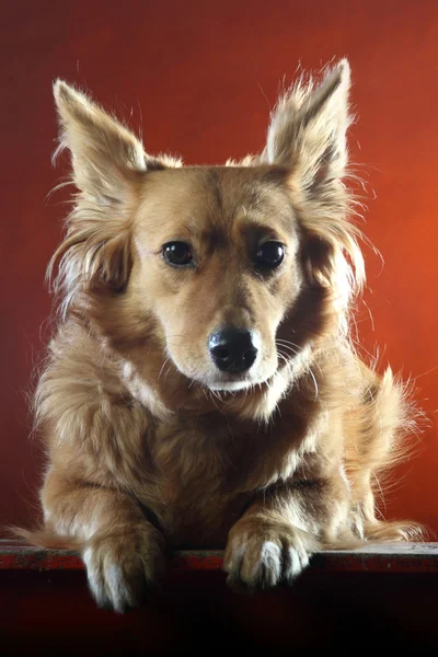 Italian mongrel dog 2518 — Stock Photo, Image