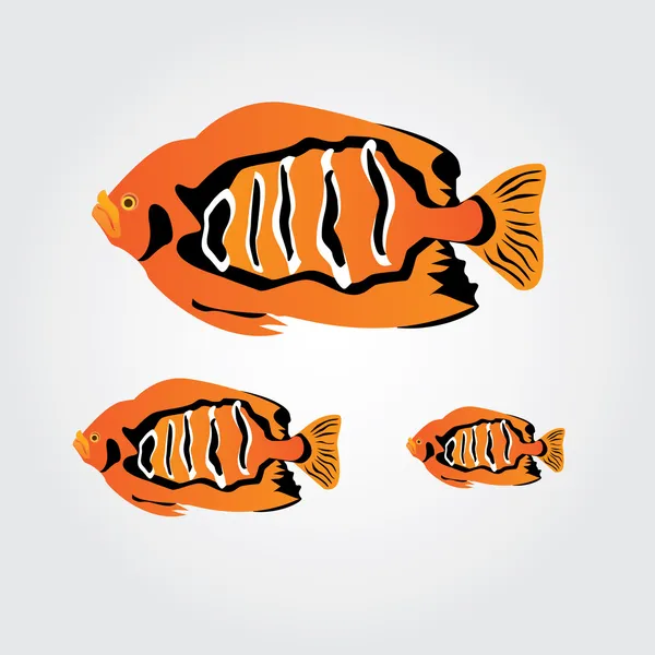 Peces de arrecife tropical - pez payaso — Vector de stock