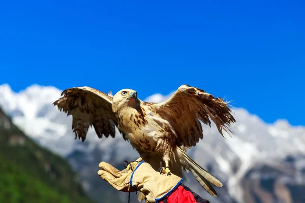 Falcon en Yulong Snow Mountain —  Fotos de Stock