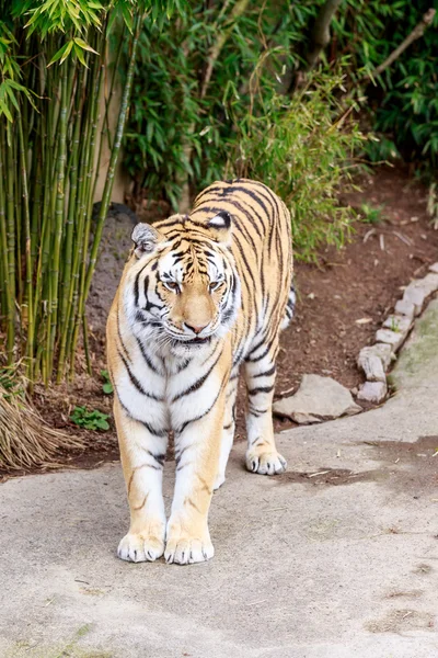 Amur Tiger — Stockfoto