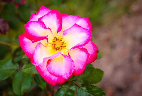 Rosa perfumada em plena floração — Fotografia de Stock