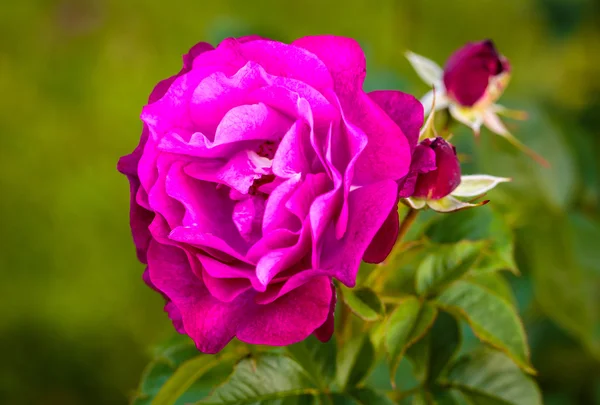 Fragrant Rose in Full Bloom — Stock Photo, Image