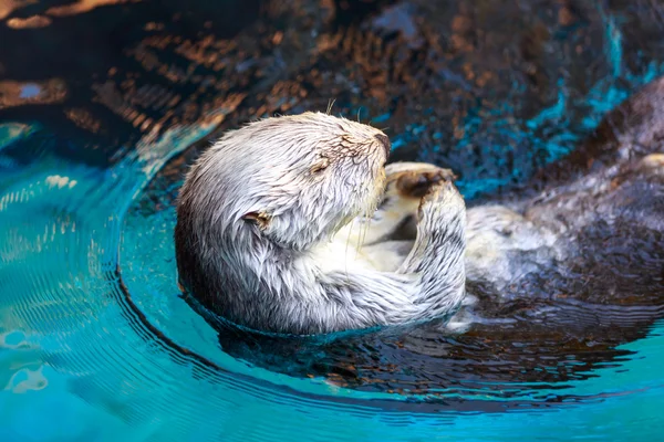 Lontra marinha (Enhydra Lutris ) — Fotografia de Stock