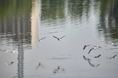 Martı sürüsü gölün üzerinde uçuyor.