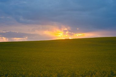 Kolza tohumu tarlasında güzel bir gün batımı