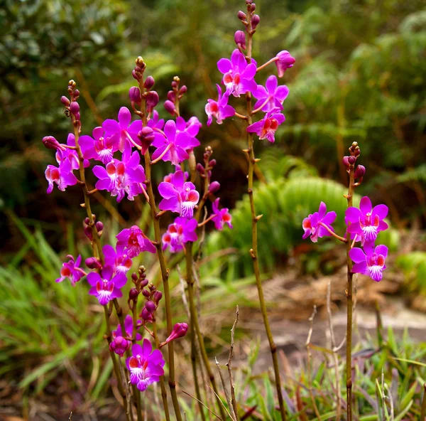 Beauty flower — Stock Photo, Image