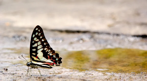 Bella farfalla — Foto Stock