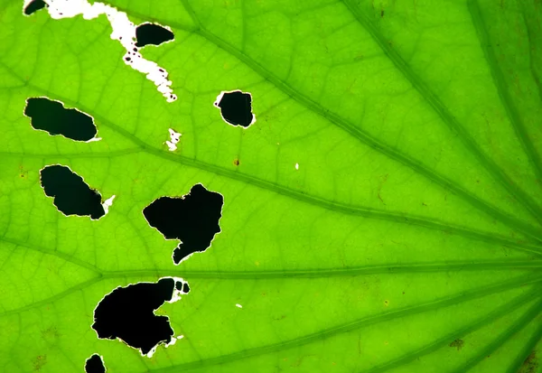 Close up of leaves by sunlight — Stock Photo, Image