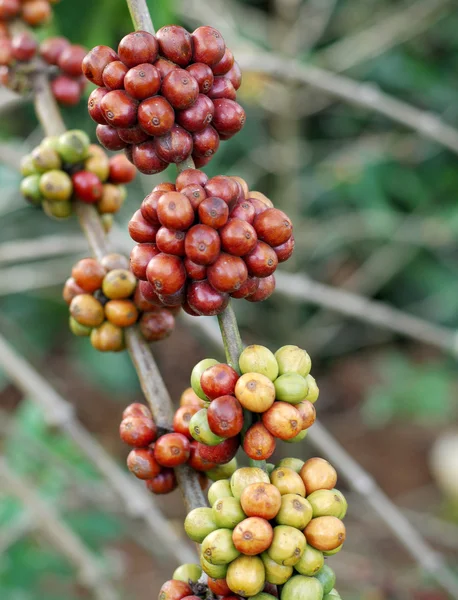 Coffee tree — Stock Photo, Image