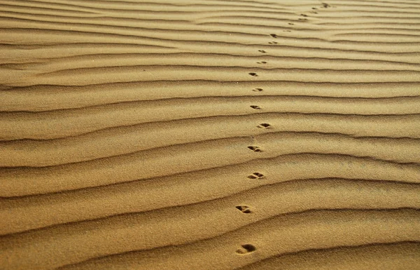 O fundo do deserto — Fotografia de Stock