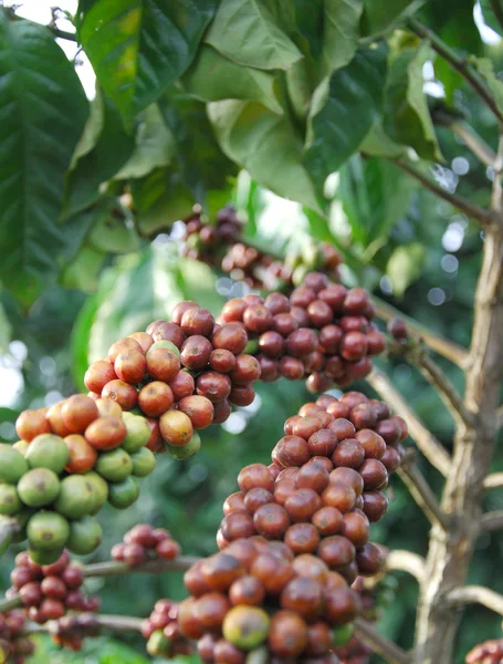 Albero del caffè Foto Stock