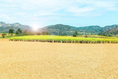 Gün batımında şeker kamışı tarlası.