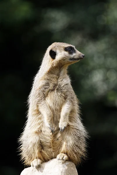 Meerkat — стокове фото