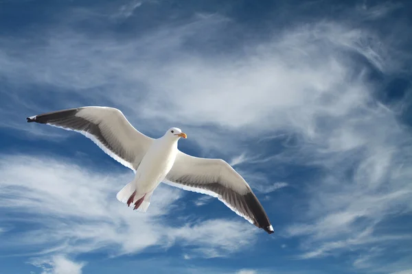 Möwe im Flug — Stockfoto