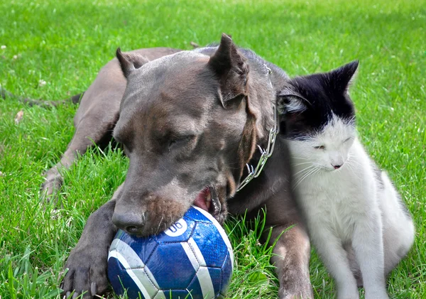 Un perro y un gato juegan una pelota juntos — Foto de Stock