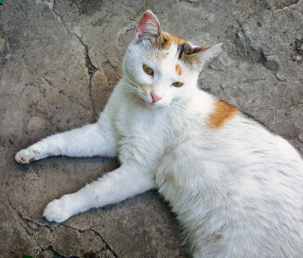 White сat lying on stone — Stock Photo, Image