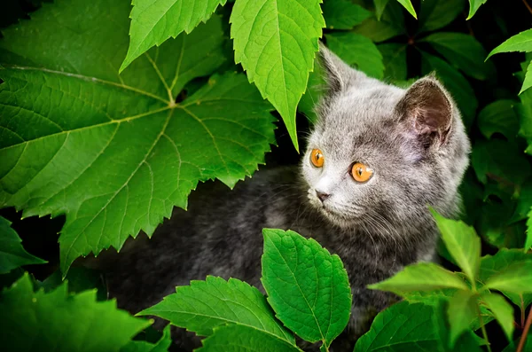 Een foto van kitten van Engelsman is in wijnbladeren — Stockfoto