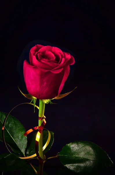 Růže zlatavou stužkou na černém pozadí — Stock fotografie
