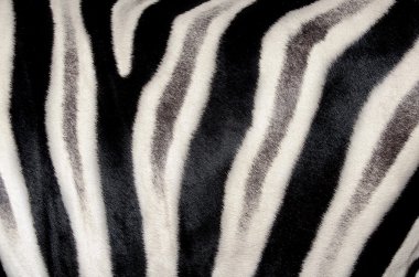 zebra gizle yapısını temsil arka plan