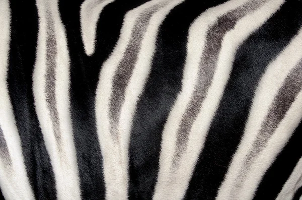 Pozadí, které je struktura kůže Zebra na — Stock fotografie