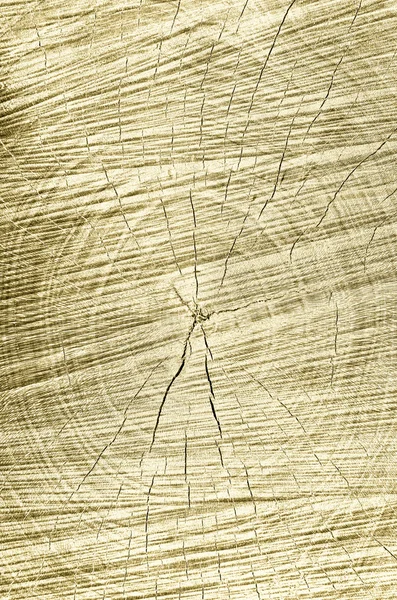 Estrutura de seção transversal de árvore de cor dourada — Fotografia de Stock