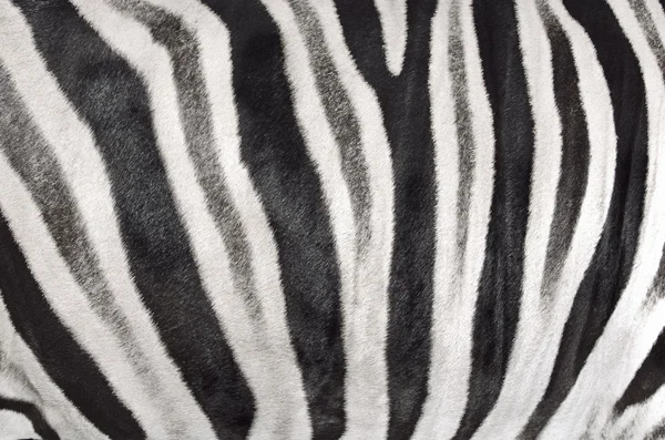 Структура шкуры зебры — стоковое фото
