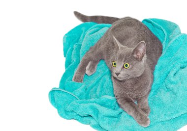Turkuaz bir havlu üzerinde yalan britannic kedi