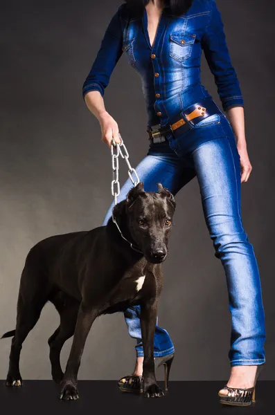 Собака на цепи, которая держит женщину в джинсовой одежде — стоковое фото