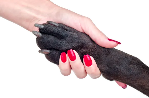 Amichevole stretta di mano di cane e donna — Foto Stock