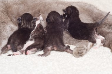 dört yavru kedi anası meme