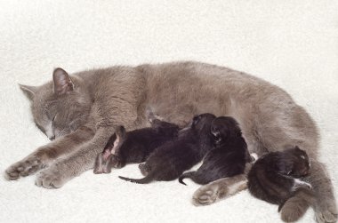 kedi breastfeeds kedi