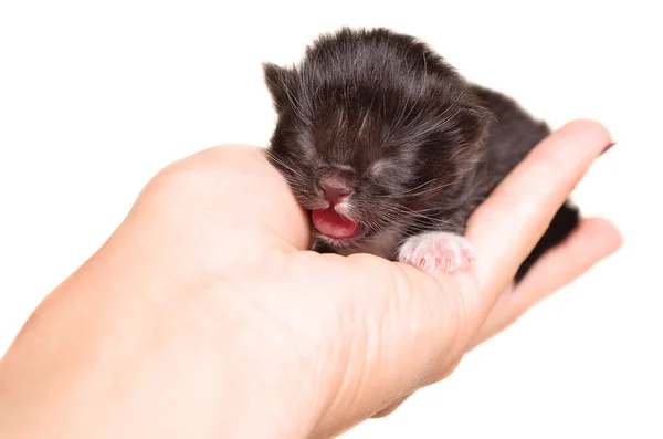 Şirin yenidoğan kedicik meowing kadınların elinde yalan — Stok fotoğraf