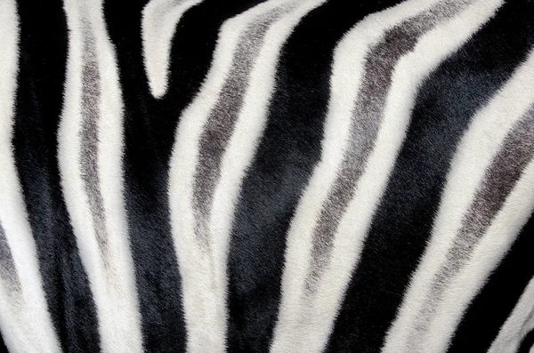 A estrutura da pele de zebra. Close-up . — Fotografia de Stock