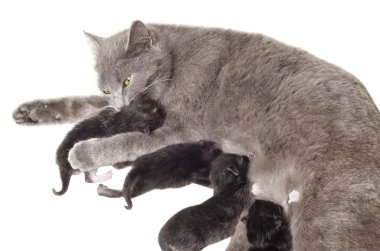 bir tanesi yalama kedi emzirme yavru kedi
