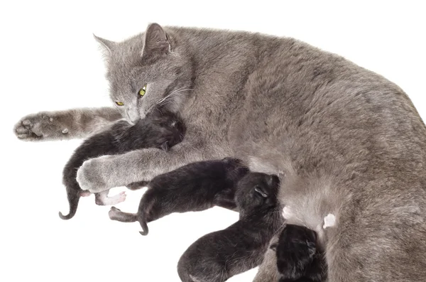 Котята кормящие грудью котят облизывают одного из них — стоковое фото