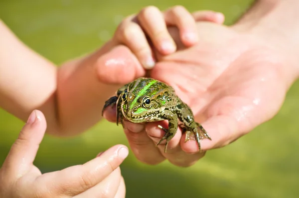 Grenouille assise sur une main humaine — Photo