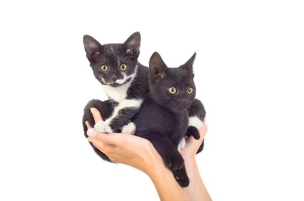 दो प्यारे बिल्ली महिला हाथों में बैठे — स्टॉक फ़ोटो, इमेज