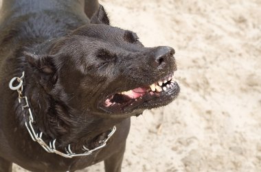 köpek kötü sırıtış homurtu ile