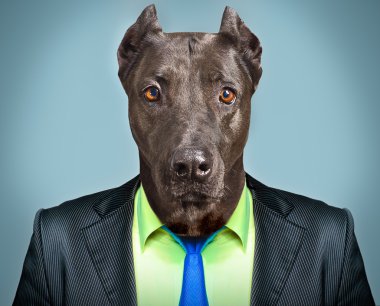 iş takım elbiseli bir köpeğin portresi