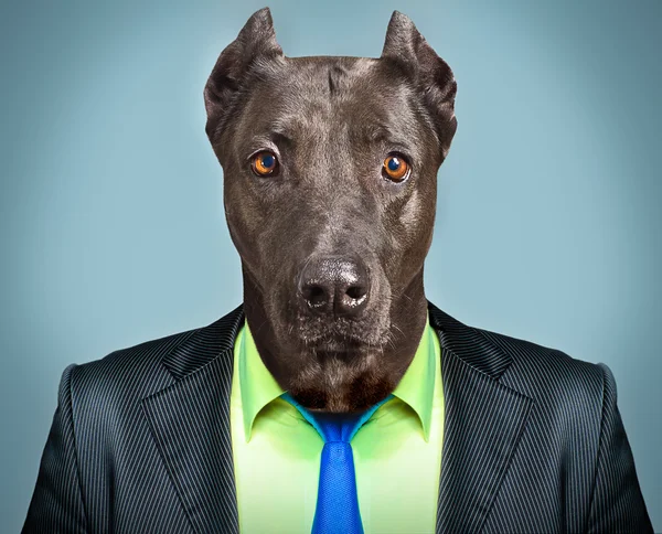 Portrait d'un chien en costume d'affaires — Photo