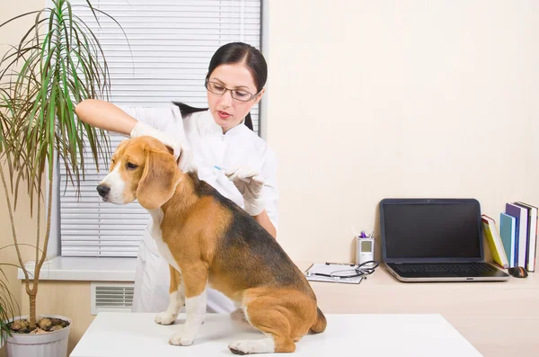 Veterinaire maakt een injectie van ras van de hond voor beagle — Stockfoto